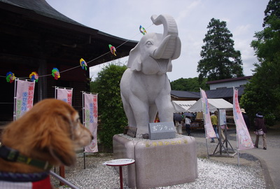 幸せを呼ぶ象だって！！長福寿寺の吉ゾウ君！！